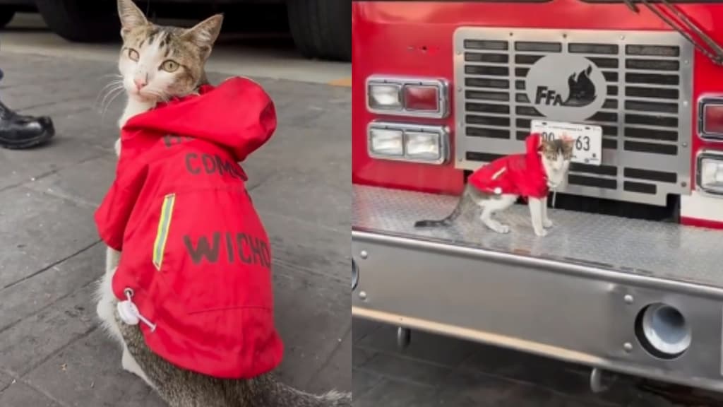 gatito de Bomberos CDMX
