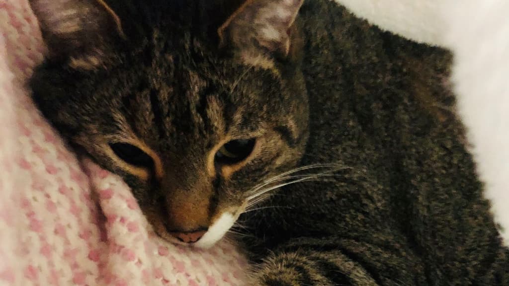 Que los cuetes no afecten a tus gatos con estos tips