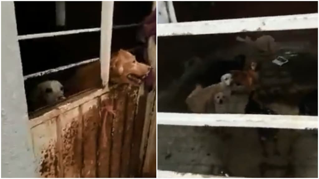 rescataron a perros en un desalojo