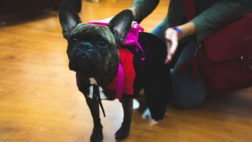 Eventos de Día de Muertos con mascotas en la CDMX