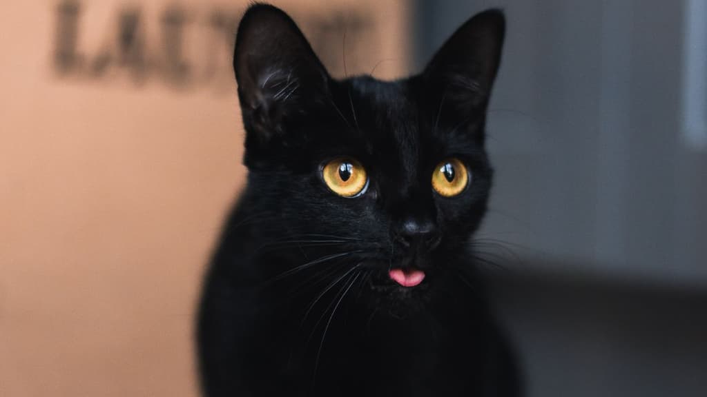 Cómo cuidar a los gatos negros en octubre