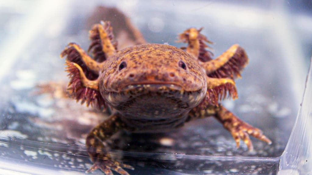 AdoptAxolotl, la campaña en la que puedes adoptar un ajolote.