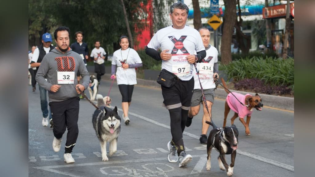Carrera de perros en CDMX.