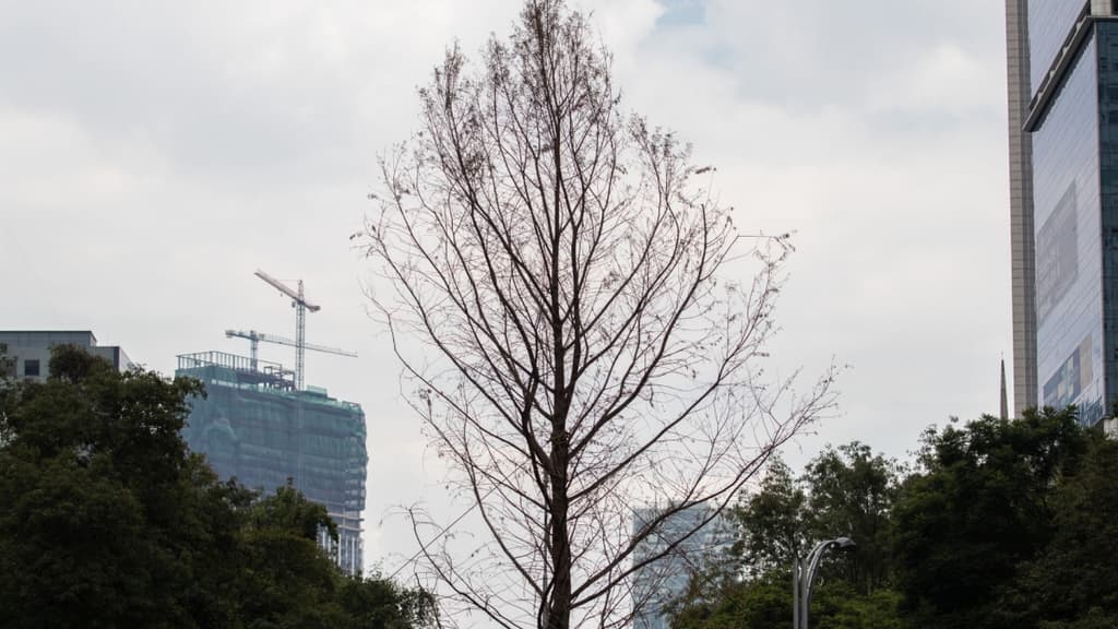 hongos en el Ahuehuete