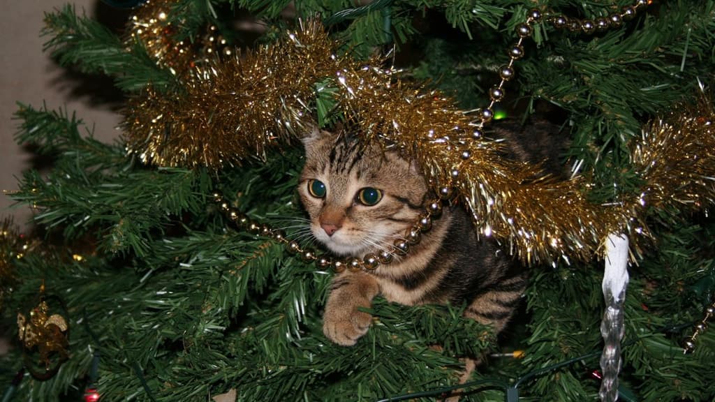 Gatos y árbol de Navidad