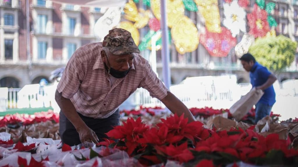 Nochebuenas en el Zócalo.