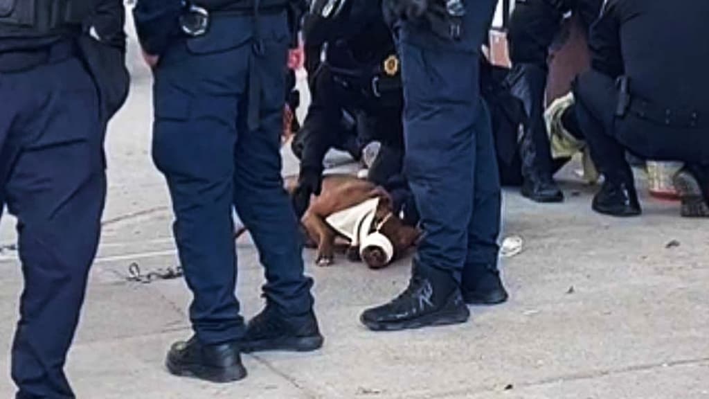 Perrito detenido en la roma
