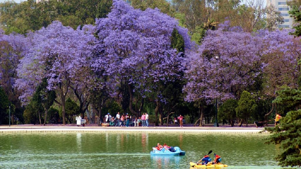 Jacarandas en CDMX