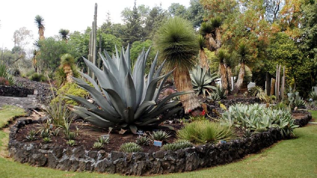 Jardín botánico de la unam