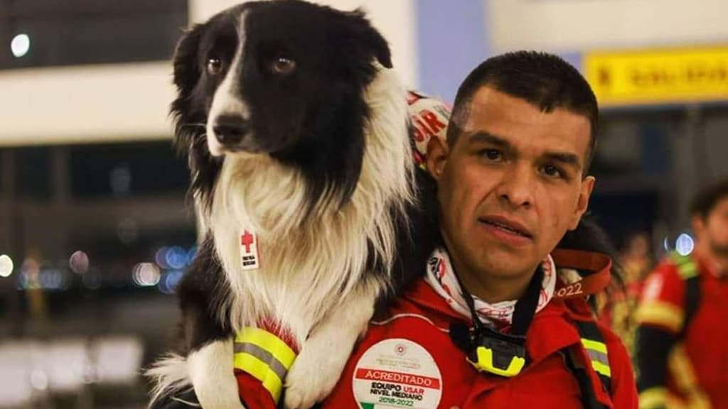 Perros rescatistas mexicanos irán a Turquía