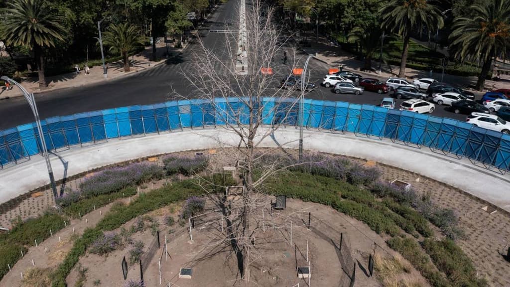 Así luce el ahuahuete de reforma que será sustituido