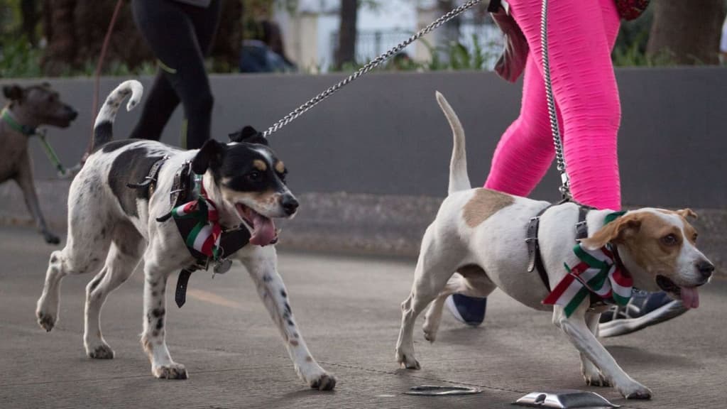 Primer Maratón Canino de 2023 en CDMX.