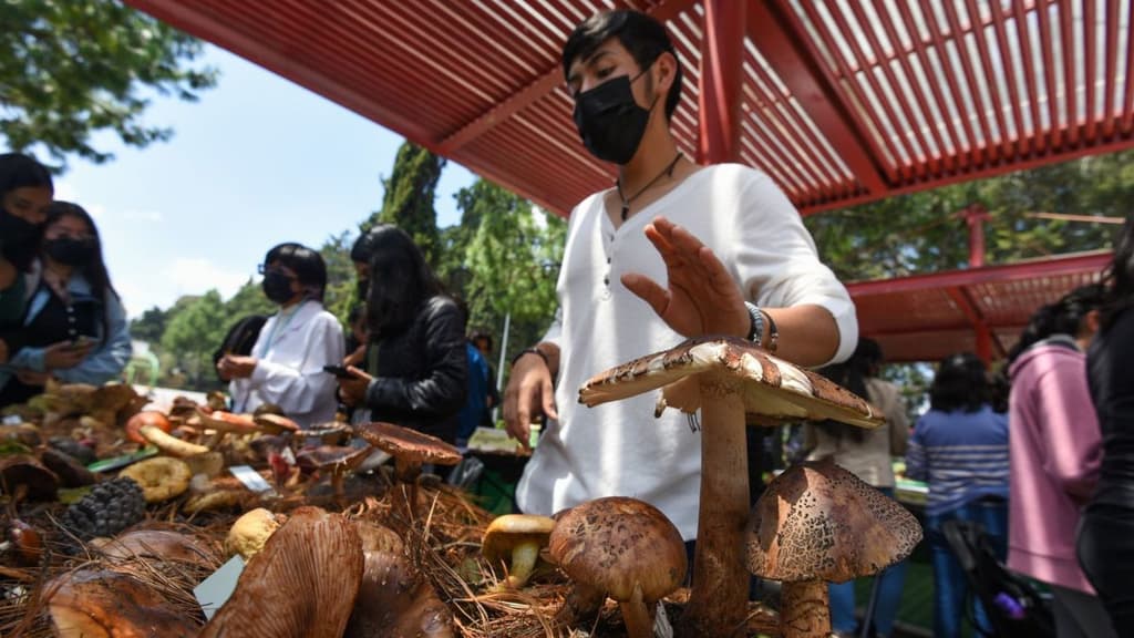 Tarde de Hongos y Cumbia en el Cine Tonalá.