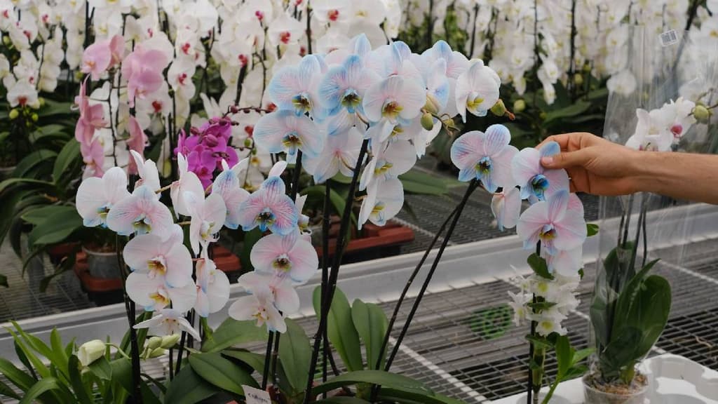 Flores para Día de las Madres en CDMC