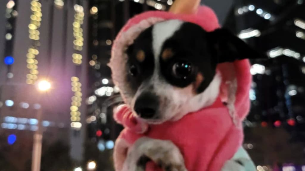 Patitas de Perro Night Tour