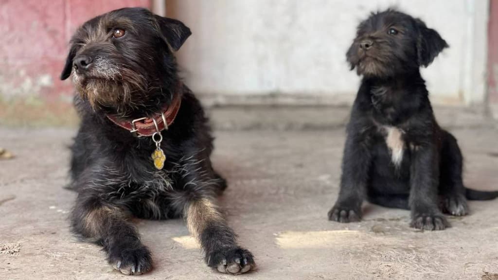 Perrito de servicios urbanos de la alcaldía Miguel Hidalgo en CDMX