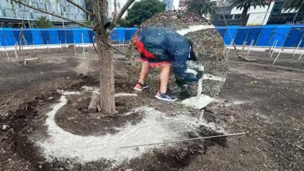 Dañan con cemento nuevo ahuehuete de Reforma