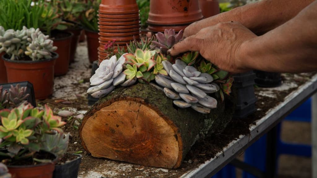 festival de las cactáceas en CDMX