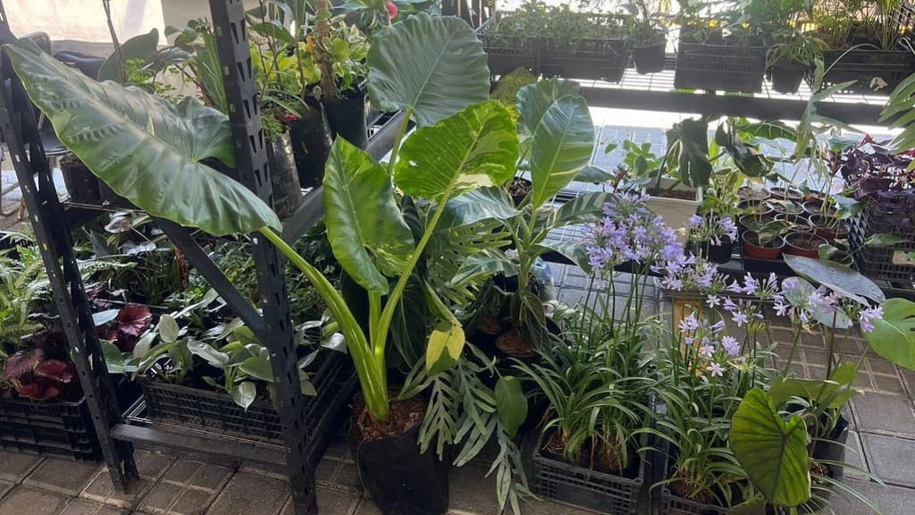 13a edición del Plant Fest en CDMX.