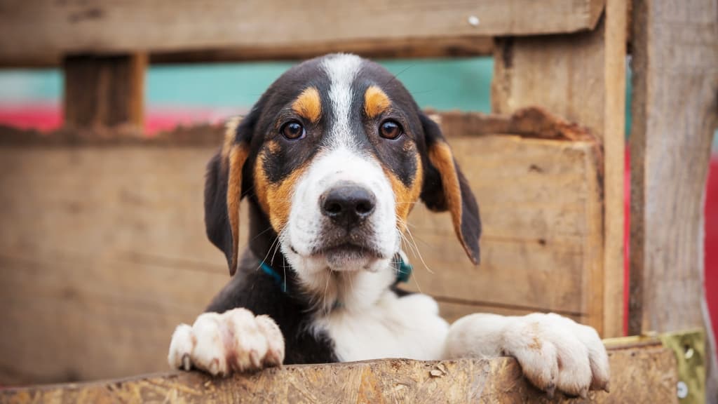 Dónde adoptar un perro en CDMX