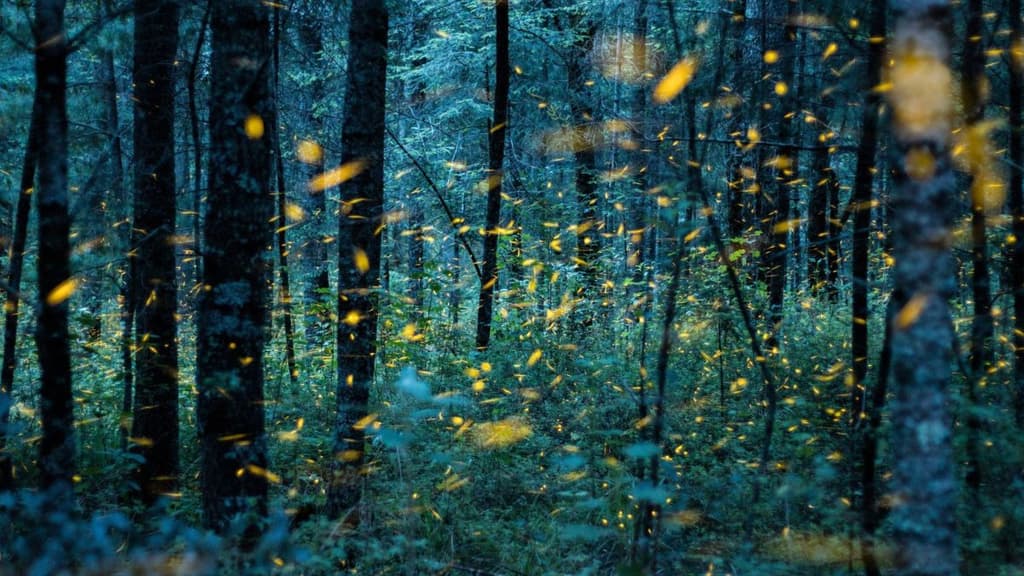 temporada de luciérnagas 2023