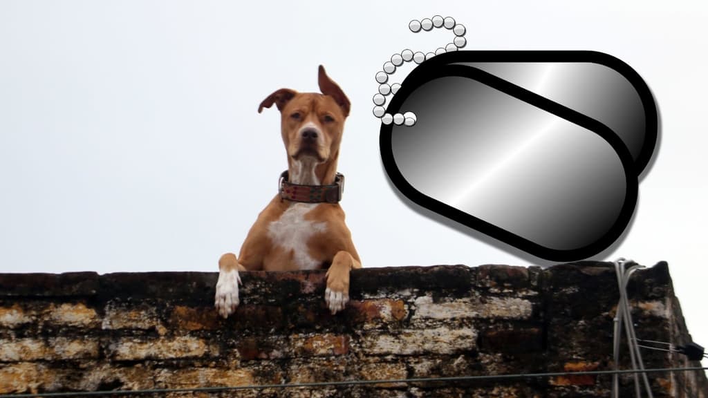 Perros en la CDMX deberán portar algunos datos en su collar