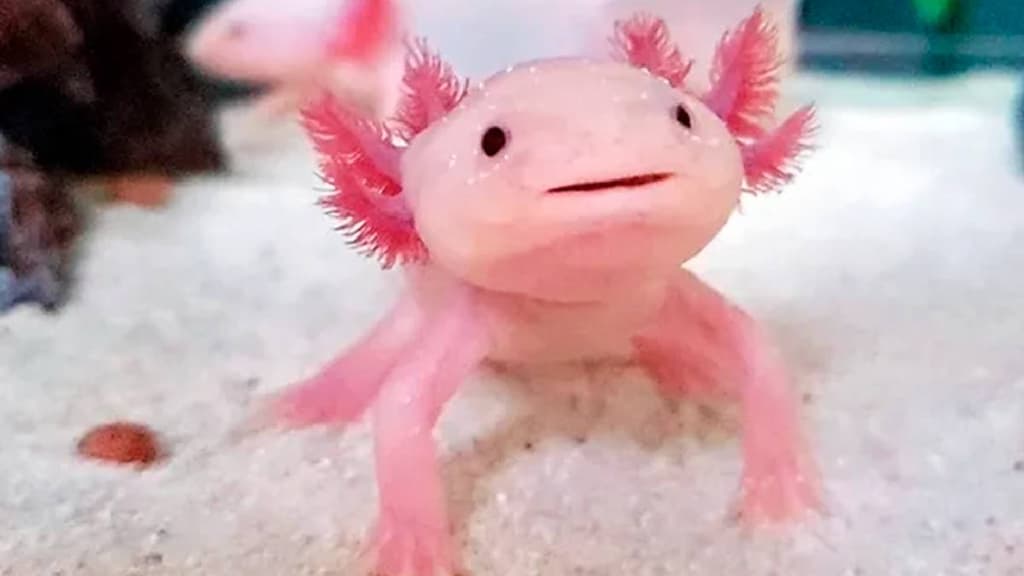 Anfibium Museo del Ajolote