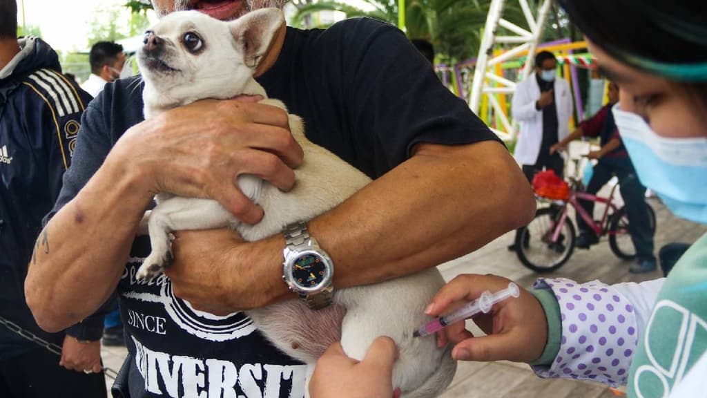 Vacuna antirrábica gratis en CDMX