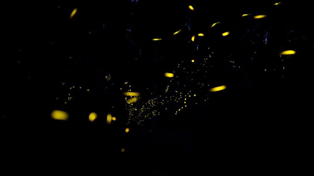 Festival de las Luciérnagas 2023.