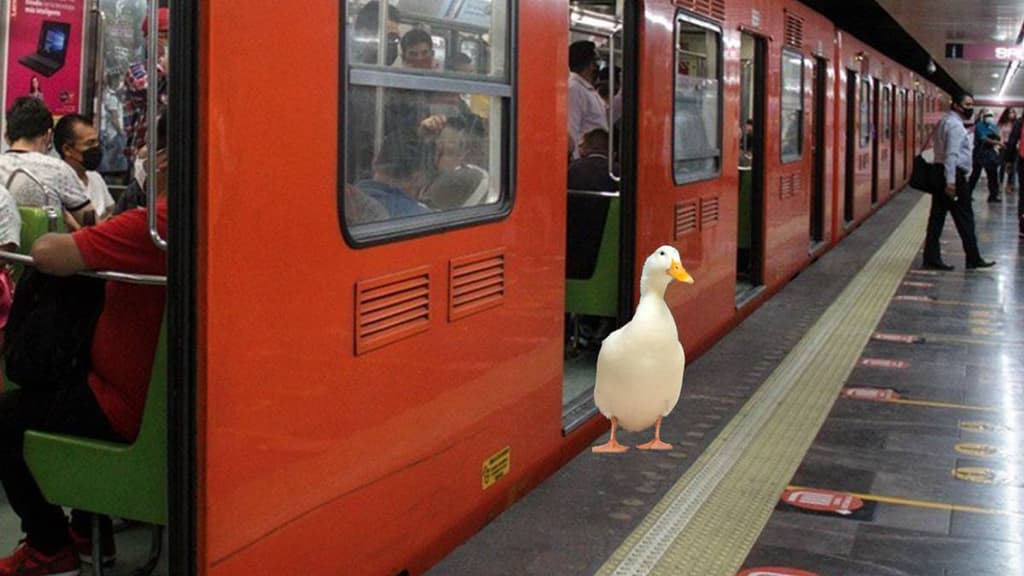 Encuentran a pato caminando cerca del Metro Chapultepec en CDMX