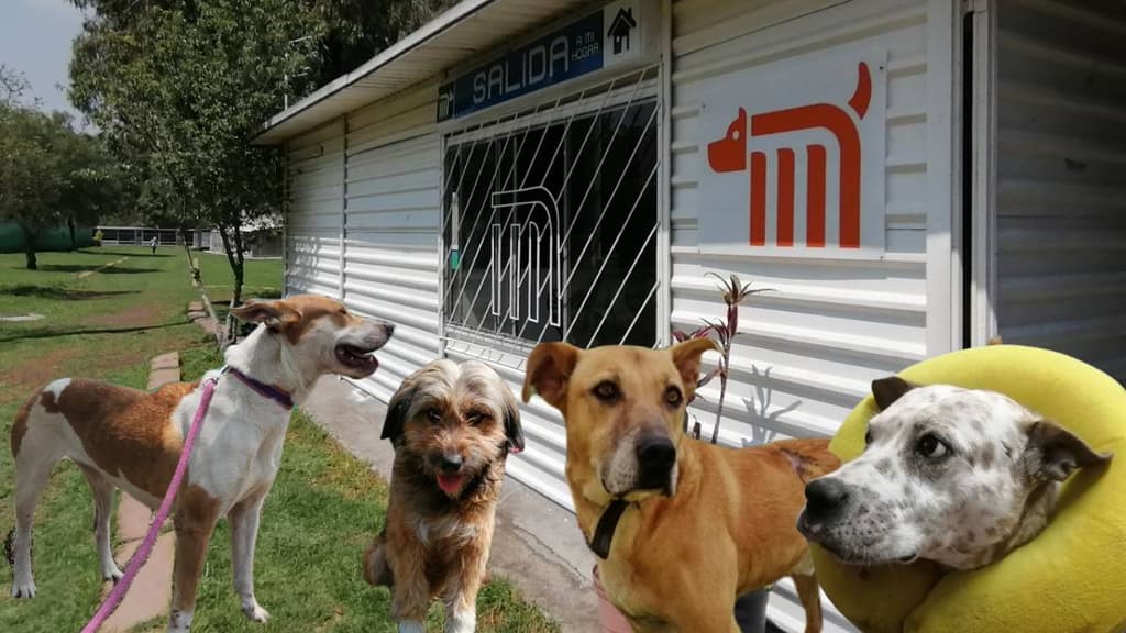 Aniversario del Centro de Transferencia Canina del Metro