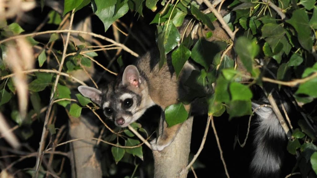 Aumento de población de cacomixtles en CDMX.