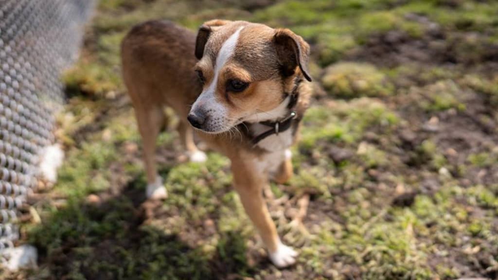 Ciudad de los perros y gatos de CDMX