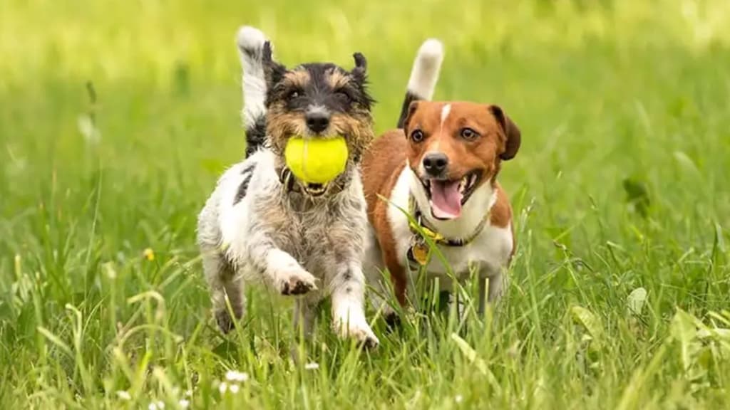 Doggy Frest en Plaza Satélite.