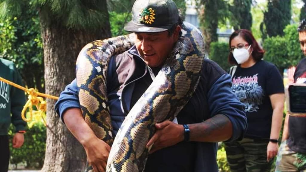Festival de serpientes mexicanas