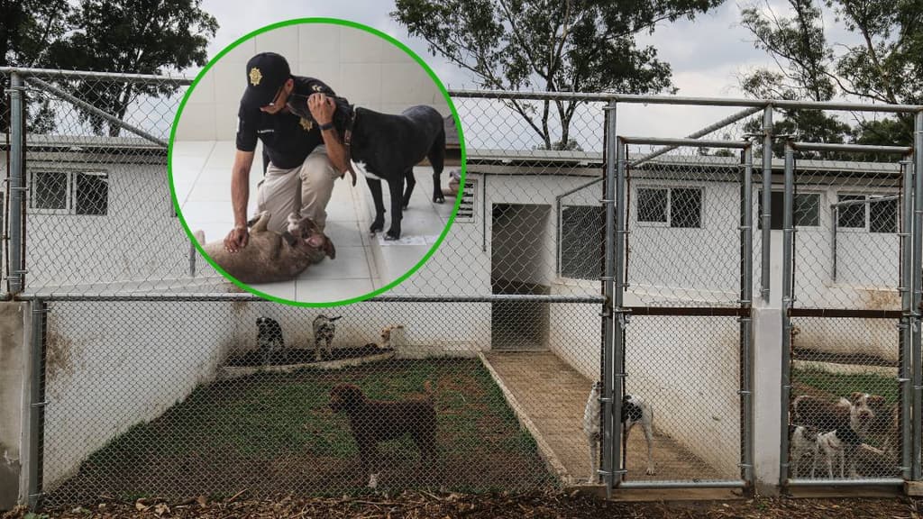 Ciudad de los Perros en CDMX