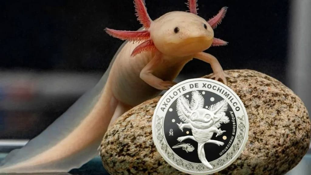 Moneda de ajolote del Zoológico de Chapultepec