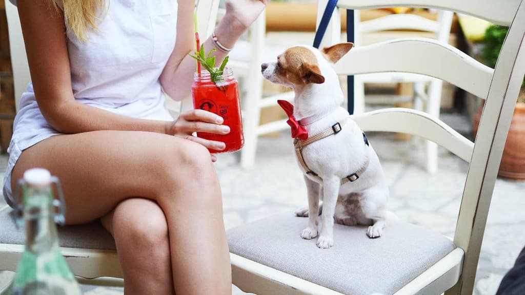 Plazas Pet Friendly en CDMX