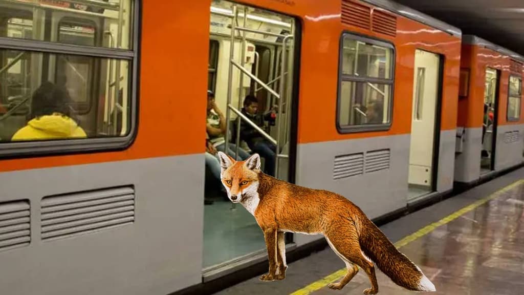 Zorro en el Metro de CDMX