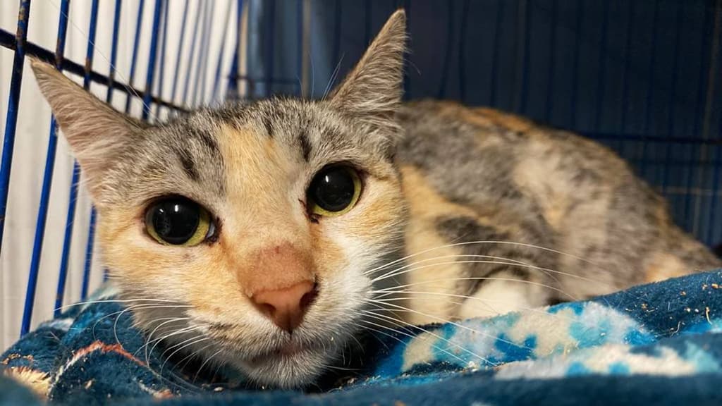 Cómo adoptar un gato en CDMX