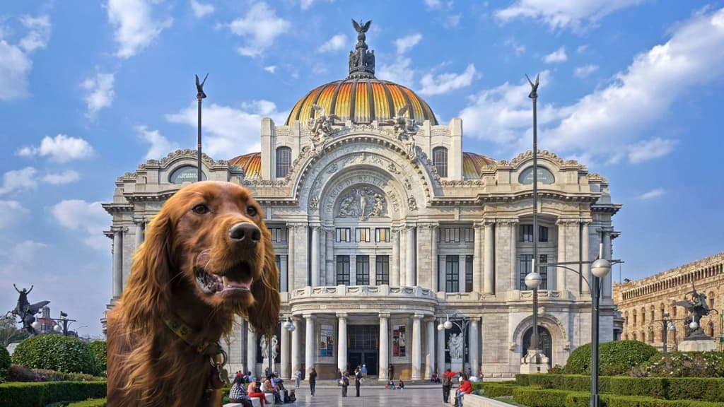 Perrita escondida en Bellas Artes.
