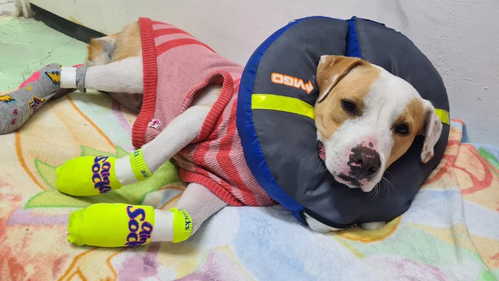 Perrito rescatado del Metro Obrera