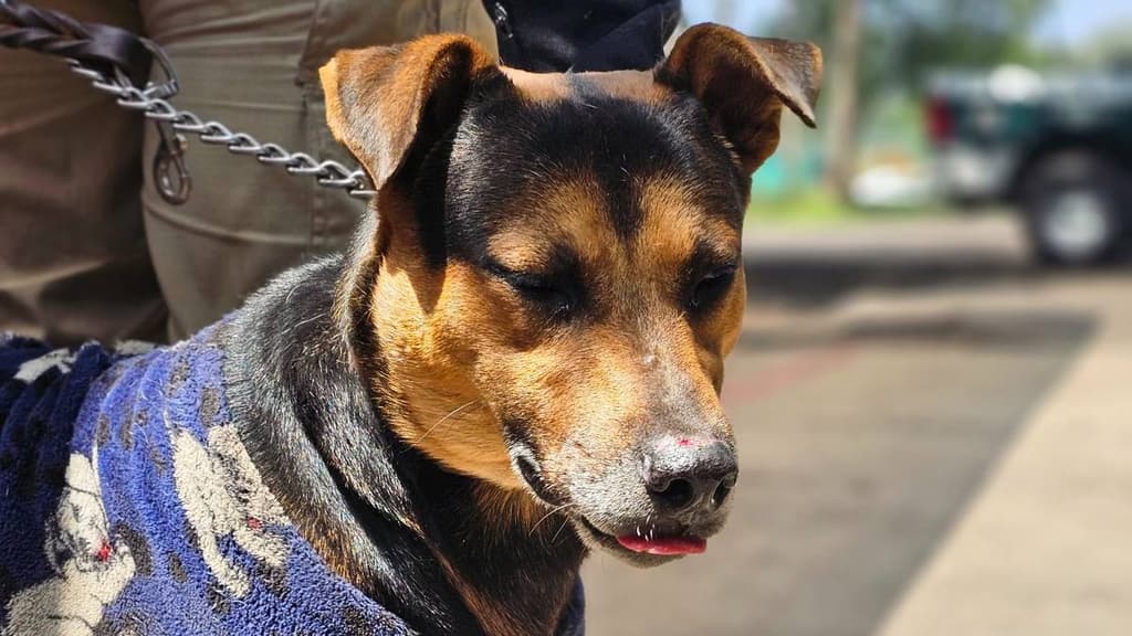 Cadete perro de la calle que se metió al desfile militar