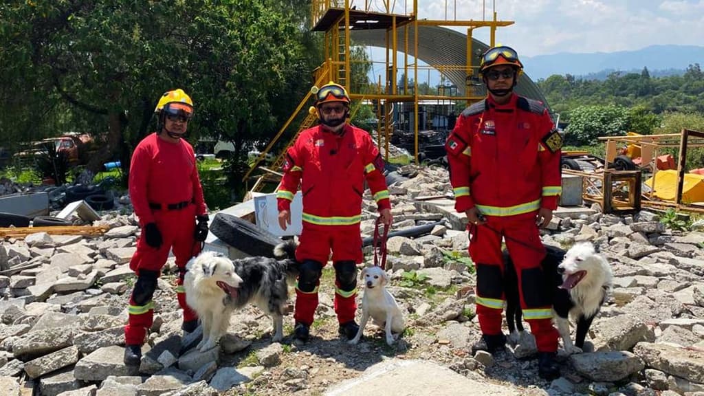 Simulador de desastres para perritos rescatistas