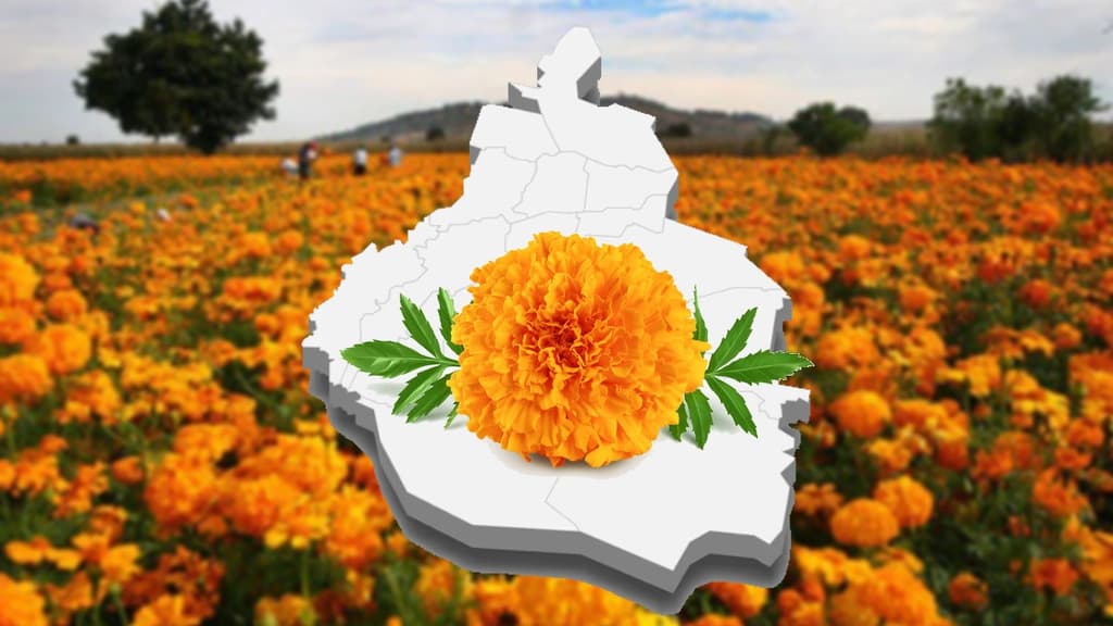 Mapa de flor de cempasúchil en CDMX