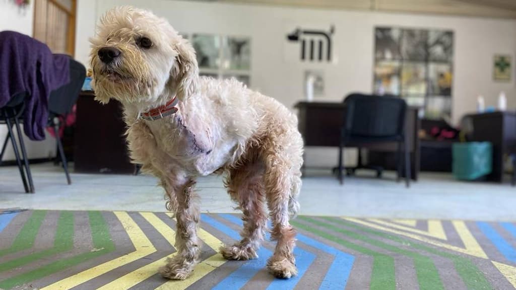 Piñoncito perrito del Metro de tres patas
