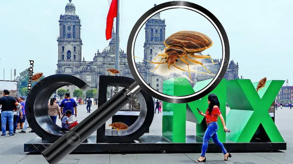 Plaga de chinches en CDMX