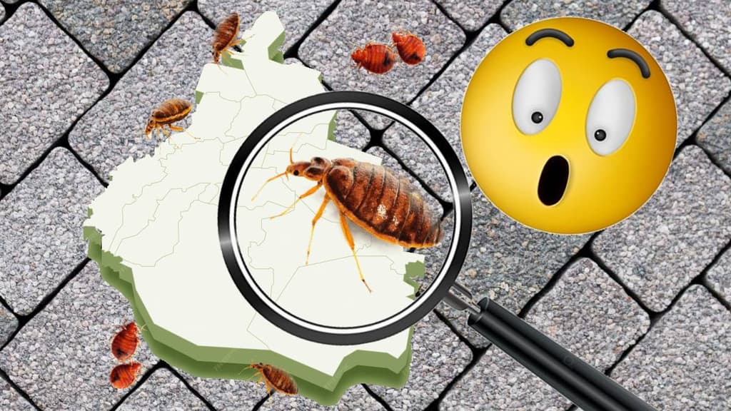 Plaga de chinches en la UNAM de CDMX