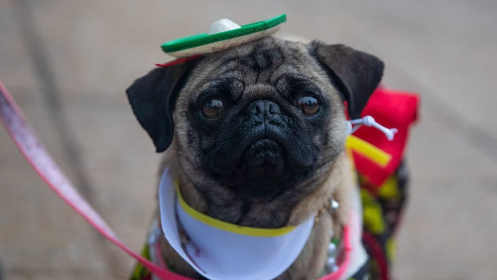 Reunión masiva de pugs en CDMX.