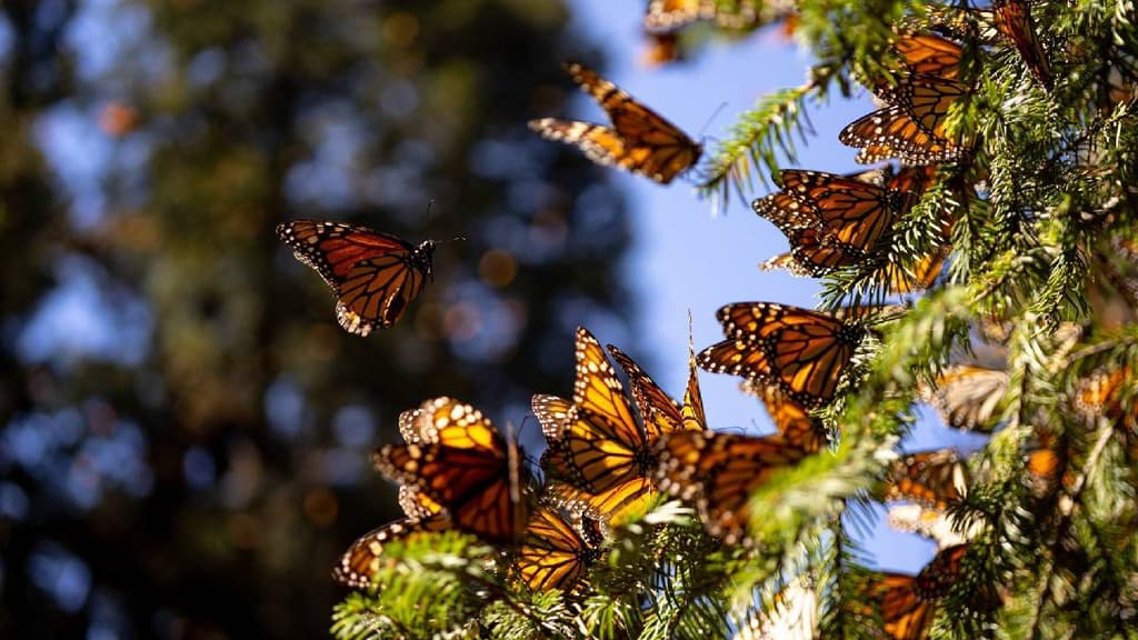 Santuarios de Mariposas Monarca cerca de CDMX